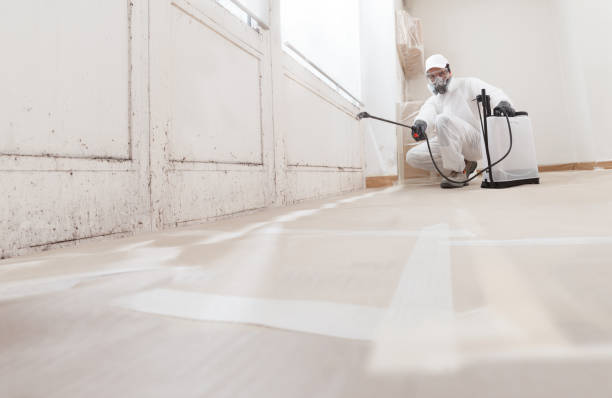 24/7 Emergency Black Mold Remediation experts in Millwood, VA