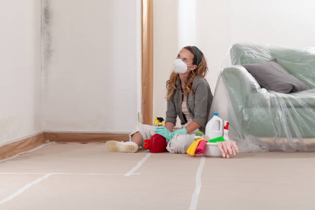 Reliable Black Mold Remediation contractor in Millwood, VA by 24 Hour Mold Removal