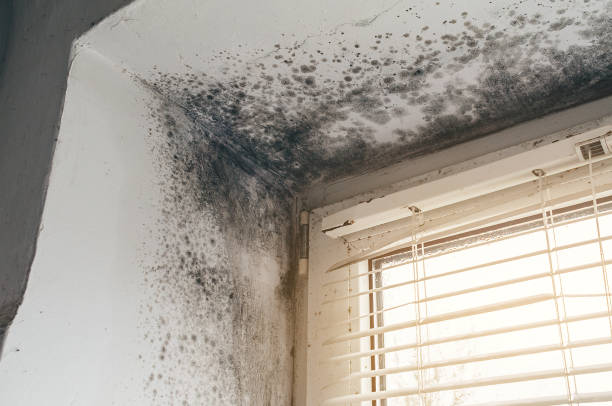 Affordable Black Mold Remediation solutions in Millwood, VA
