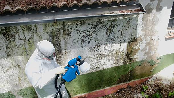 Top rated local Black Mold Remediation specialists in Millwood, VA